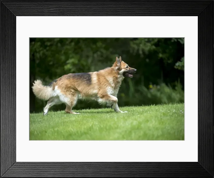 Framed Print : DOG - German shepherd dog - running through garden Framed Print : DOG - German shepherd dog - running through garden