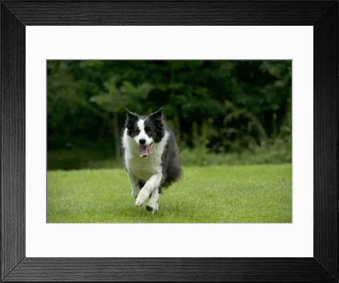 Framed Print : DOG - Border collie running through the garden