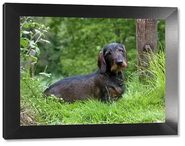 DOG - Standard wire haired dachshund - sitting in garden