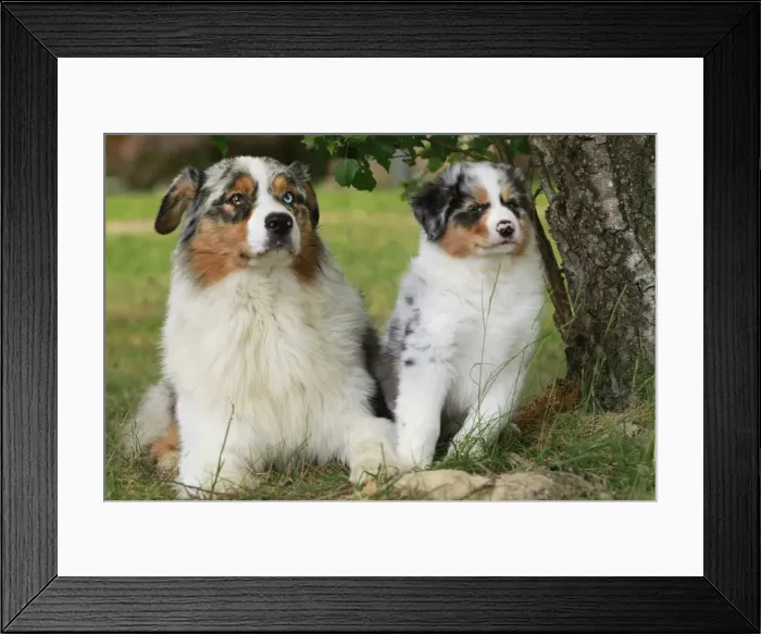 Framed Print : Dog - Australian Sheepdogs / Shepherd Dogs Framed Print : Dog - Australian Sheepdogs / Shepherd Dogs