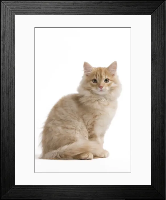Framed Print : Cat - Siberian Cat Framed Print : Cat - Siberian Cat