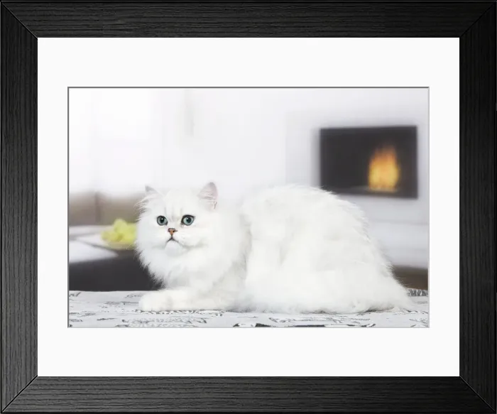 Framed Print : Cat - Persian Chinchilla Framed Print : Cat - Persian Chinchilla