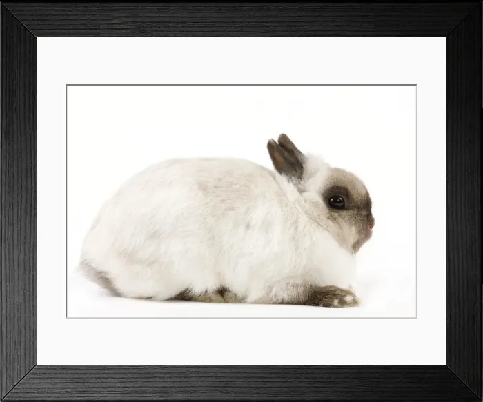 Framed Print : Dwarf Rabbit Framed Print : Dwarf Rabbit