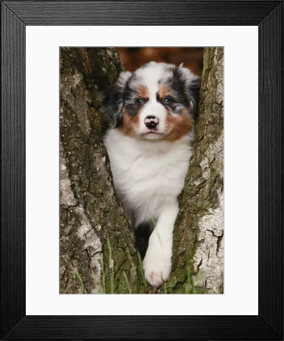 Framed Print : Dog - Australian Sheepdog / Shepherd Dog - in tree Framed Print : Dog - Australian Sheepdog / Shepherd Dog - in tree