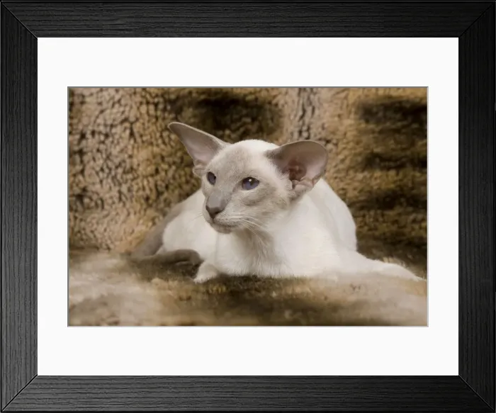 Framed Print : Cat - Siamese Framed Print : Cat - Siamese