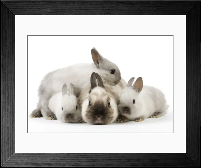 Framed Print : Dwarf Rabbit - with young Framed Print : Dwarf Rabbit - with young