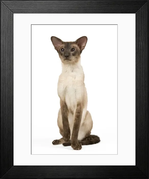 Framed Print : Cat - Siamese Seal Smoke Point Framed Print : Cat - Siamese Seal Smoke Point