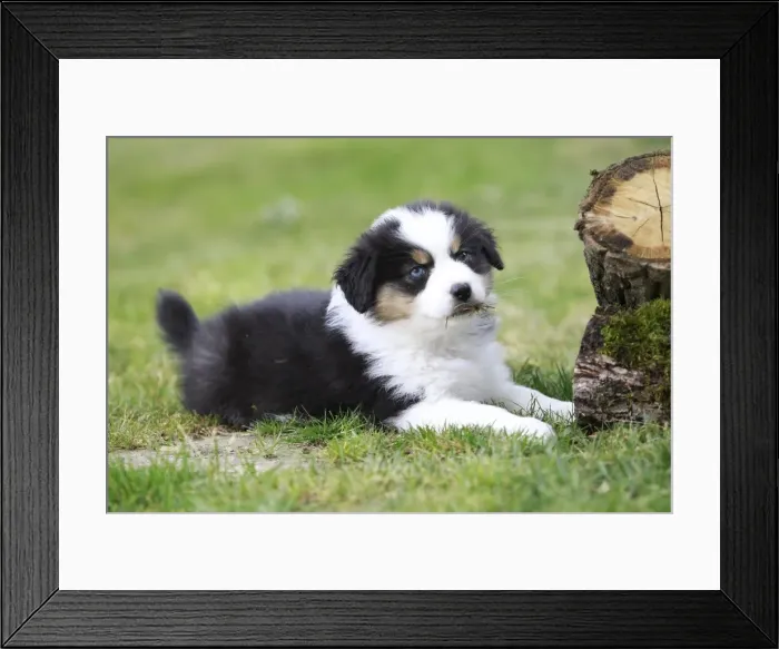 Framed Print : Dog - Australian Sheepdog / Shepherd Dog Framed Print : Dog - Australian Sheepdog / Shepherd Dog