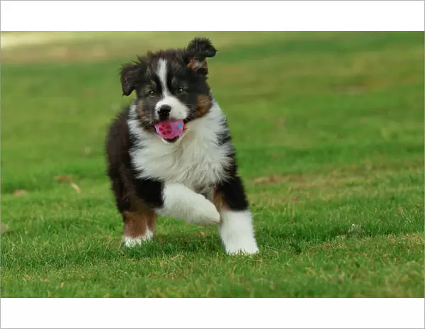 Dog - Australian Sheepdog  /  Shepherd Dog - with ball in mouth