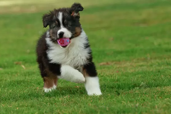 Dog - Australian Sheepdog  /  Shepherd Dog - with ball in mouth