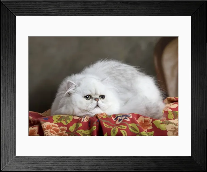 Framed Print : Cat - Persian Framed Print : Cat - Persian