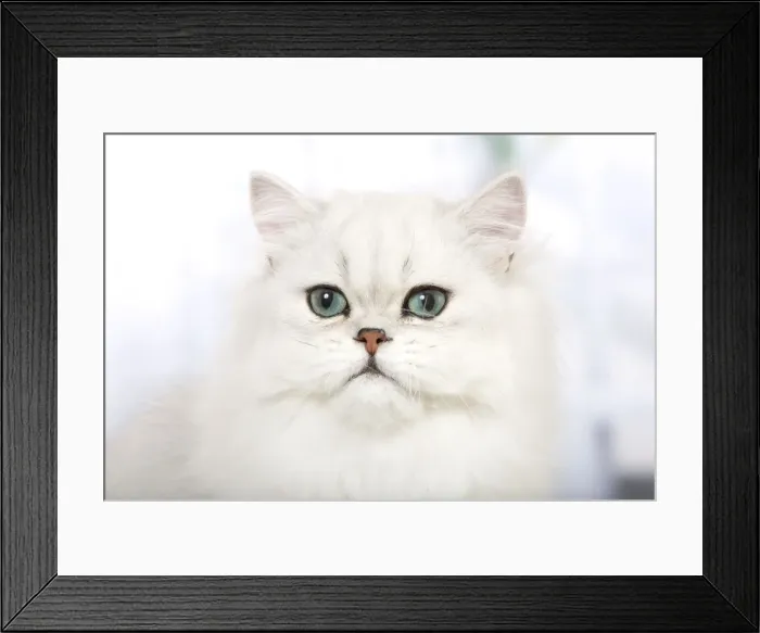 Framed Print : Cat - Persian Chinchilla Framed Print : Cat - Persian Chinchilla