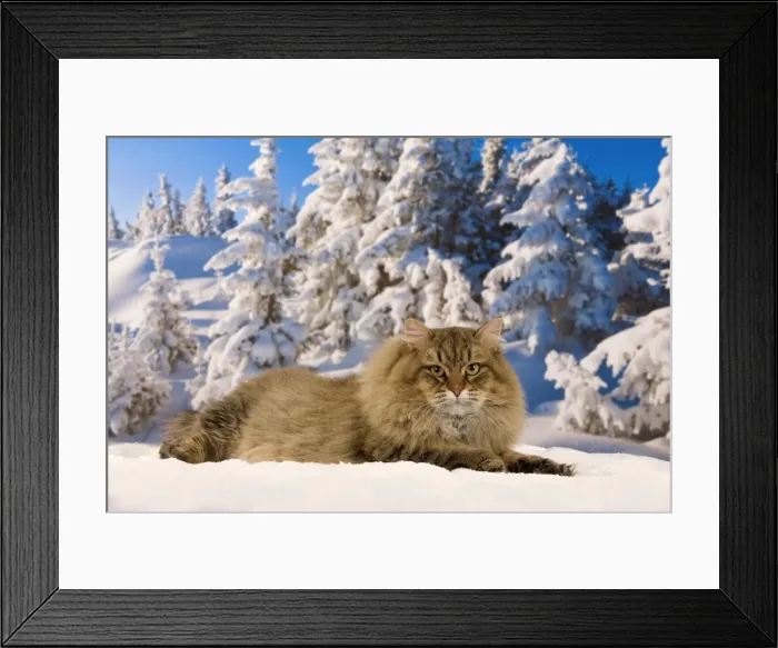 Framed Print : Cat - Siberian Cat - in snow