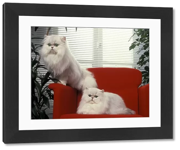 Cat - Silver Shaded Persian Chinchillas - sitting on red office chair