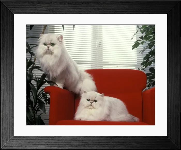 Framed Print : Cat - Silver Shaded Persian Chinchillas - sitting on red office chair Framed Print : Cat - Silver Shaded Persian Chinchillas - sitting on red office chair