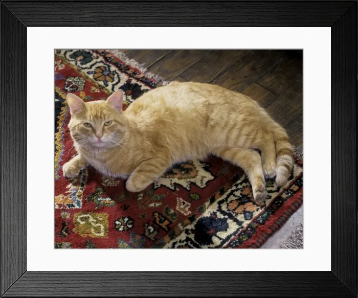 Framed Print : Cat - European Ginger Cat Framed Print : Cat - European Ginger Cat