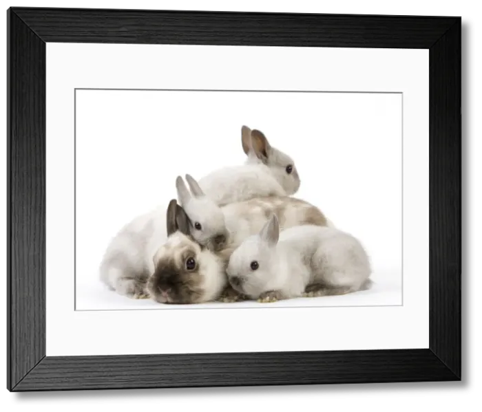 Framed Print : Dwarf Rabbit - with young Framed Print : Dwarf Rabbit - with young