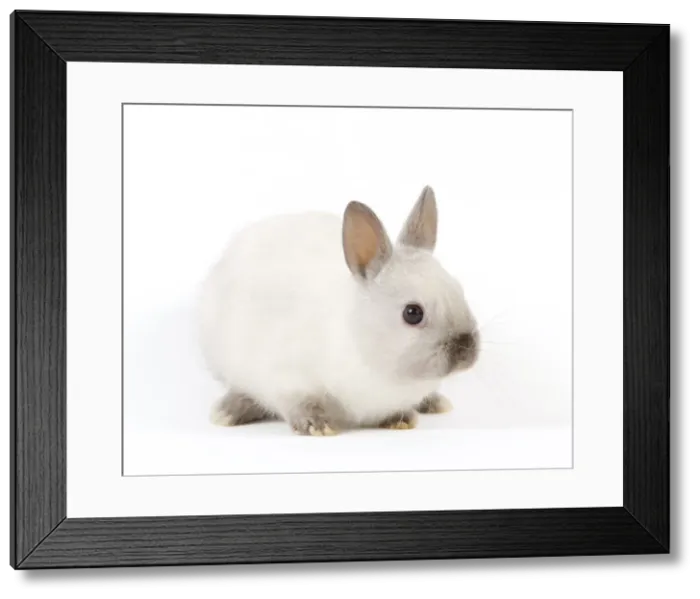 Framed Print : Dwarf Rabbit Framed Print : Dwarf Rabbit