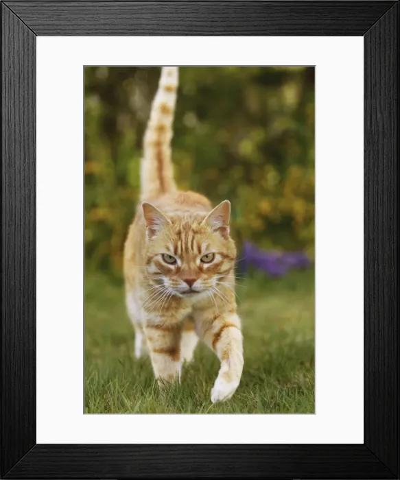 Framed Print : Cat - Ginger Framed Print : Cat - Ginger