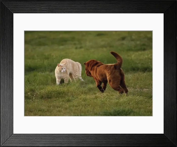 Framed Print : Cat and Dog - together Framed Print : Cat and Dog - together