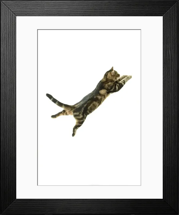 Framed Print : Cat - European Shorthair Brown Tabby - jumping in mid-air Framed Print : Cat - European Shorthair Brown Tabby - jumping in mid-air