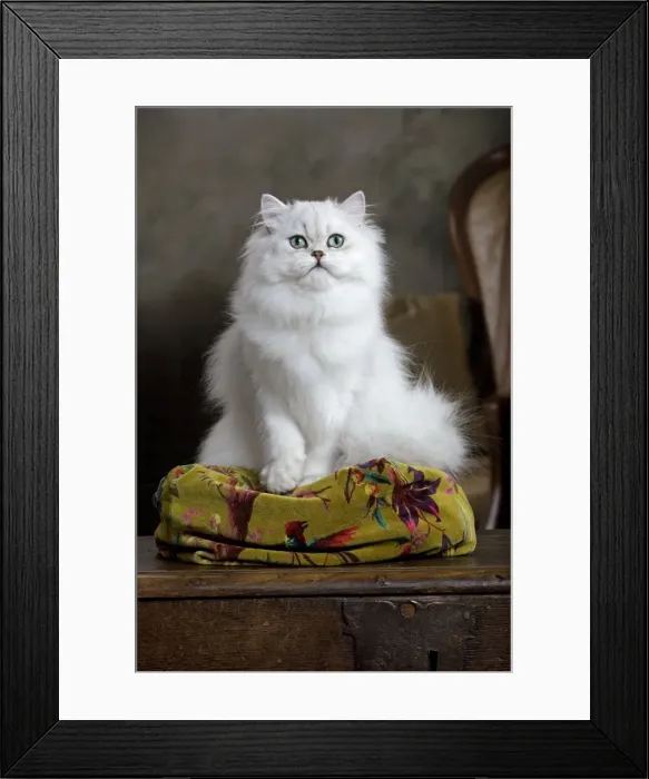 Framed Print : Cat - Persian Framed Print : Cat - Persian
