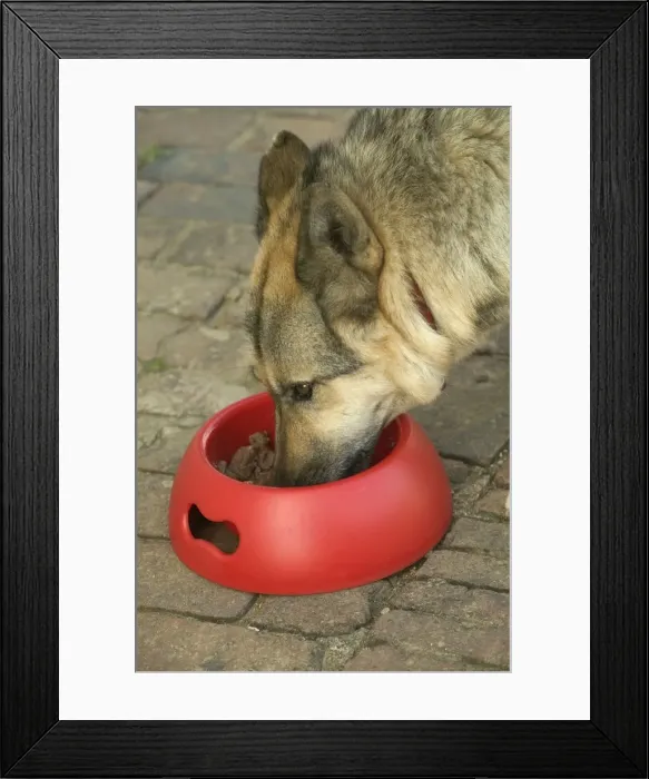 Framed Print : Dog - German Shepherd - eating wet food from bowl