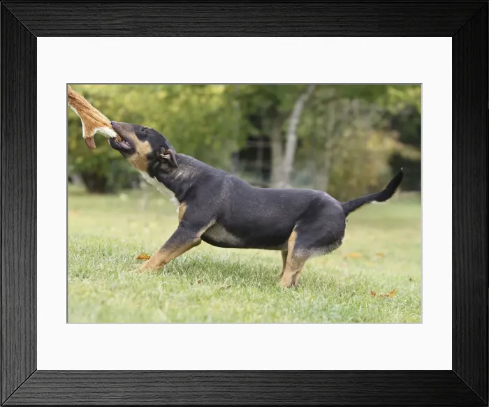 Framed Print : Dog - Miniature Bull Terrier - pulling toy Framed Print : Dog - Miniature Bull Terrier - pulling toy