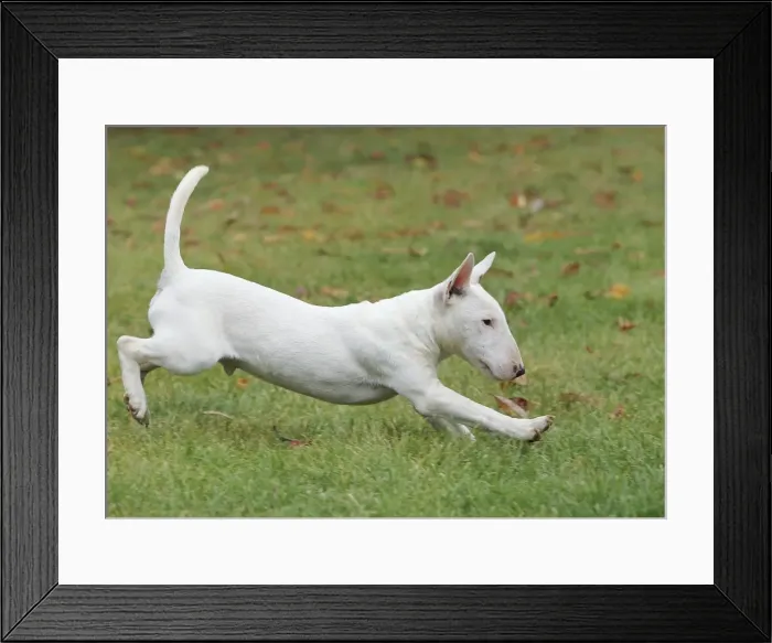 Framed Print : Dog - Miniature Bull Terrier - running Framed Print : Dog - Miniature Bull Terrier - running