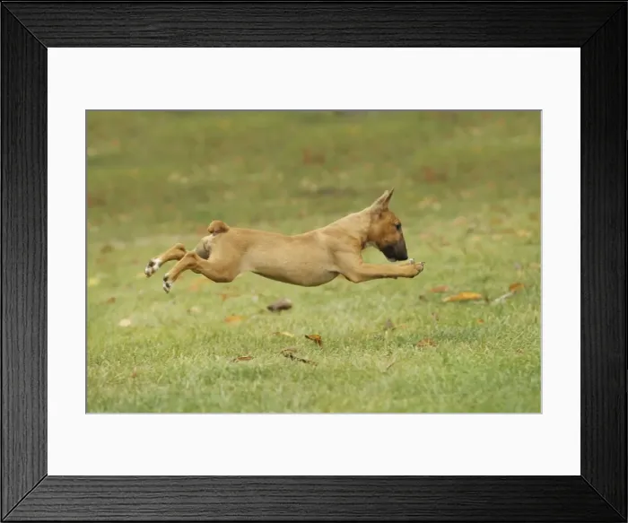 Framed Print : Dog - Miniature Bull Terrier - running Framed Print : Dog - Miniature Bull Terrier - running