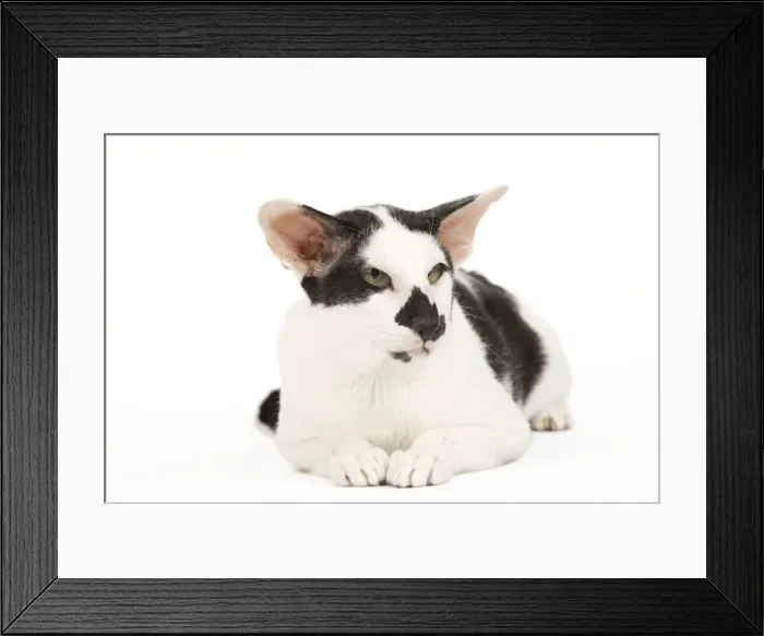 Framed Print : Cat - Oriental Framed Print : Cat - Oriental
