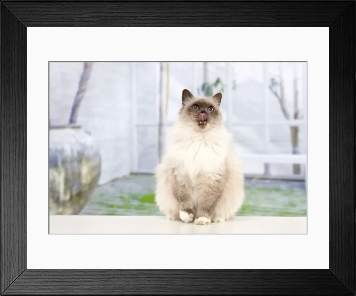 Framed Print : Cat - Birman - licking lips