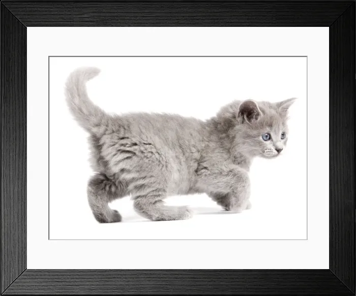 Framed Print : Cat - Nebelung Kitten Framed Print : Cat - Nebelung Kitten