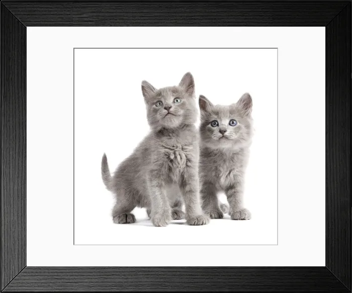 Framed Print : Cat - Nebelung Kittens Framed Print : Cat - Nebelung Kittens