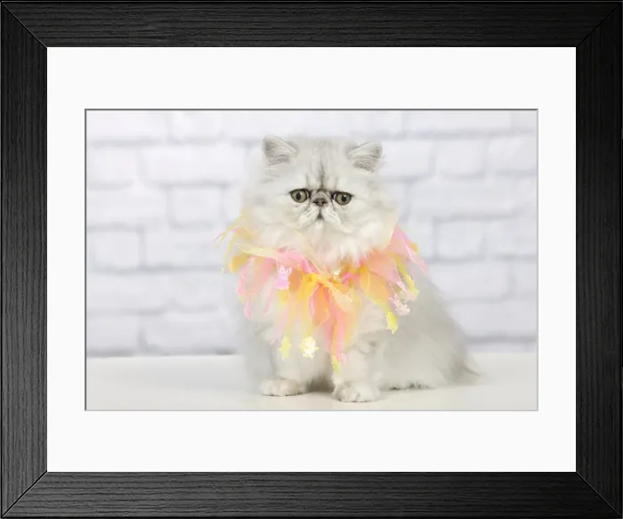 Framed Print : Cat - Persian Chinchilla - wearing decorative scarf Framed Print : Cat - Persian Chinchilla - wearing decorative scarf
