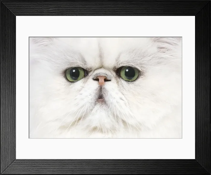 Framed Print : Cat - Persian Chinchilla Framed Print : Cat - Persian Chinchilla