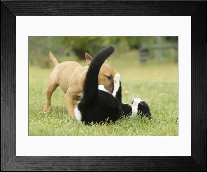 Framed Print : Dog - Miniature Bull Terrier - playing with Black & White Cat Framed Print : Dog - Miniature Bull Terrier - playing with Black & White Cat