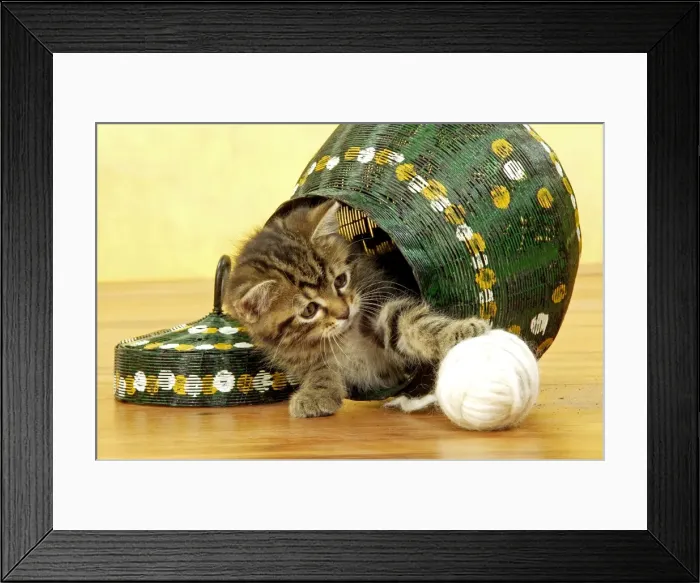 Framed Print : Cat - European Shorthair Brown Tabby - Kitten playing