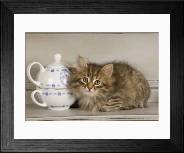 Framed Print : Cat - Siberian Kitten - on shelf with tea cup Framed Print : Cat - Siberian Kitten - on shelf with tea cup