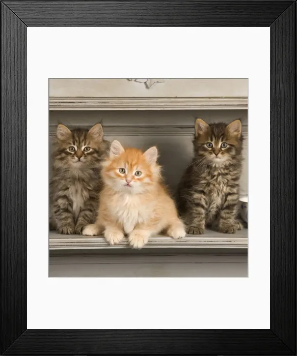 Framed Print : Cat - Siberian Kittens - on shelf with tea cup Framed Print : Cat - Siberian Kittens - on shelf with tea cup