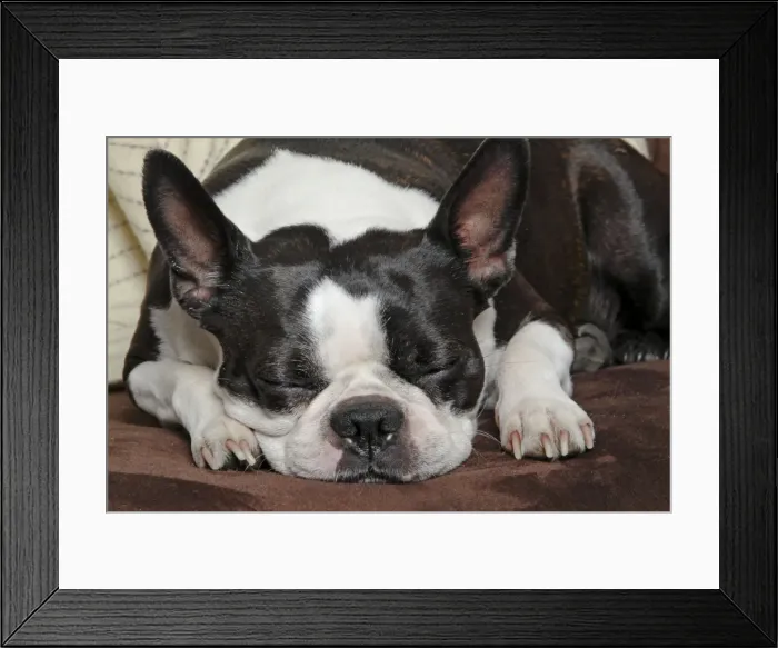 Framed Print : Dog - Boston Terrier - sleeping Framed Print : Dog - Boston Terrier - sleeping