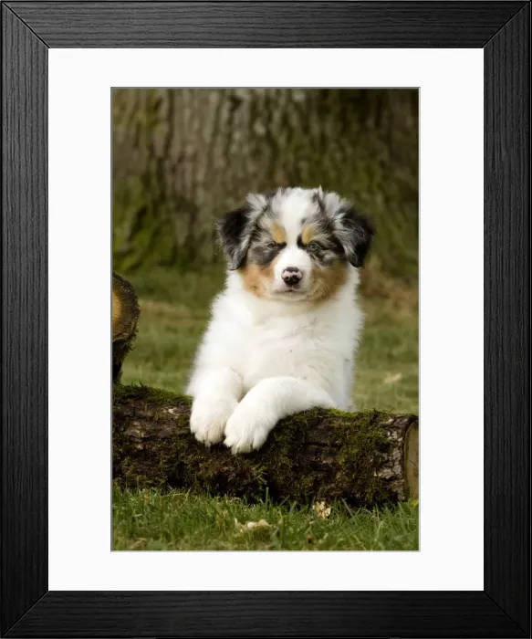 Framed Print : Dog - Australian Sheepdog / Shepherd Dog Framed Print : Dog - Australian Sheepdog / Shepherd Dog