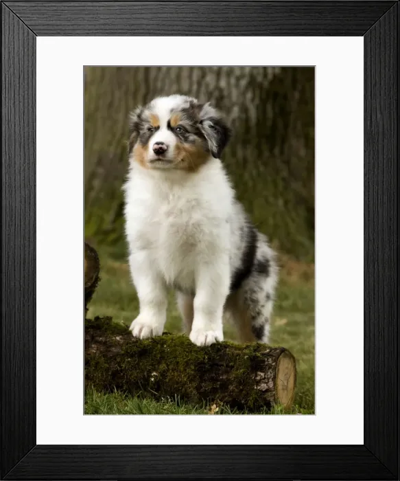 Framed Print : Dog - Australian Sheepdog / Shepherd Dog Framed Print : Dog - Australian Sheepdog / Shepherd Dog