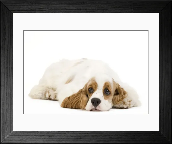 Framed Print : Dog - American Cocker Spaniel