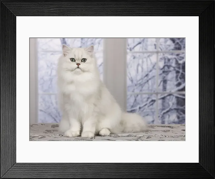 Framed Print : Cat - Persian Chinchilla Framed Print : Cat - Persian Chinchilla