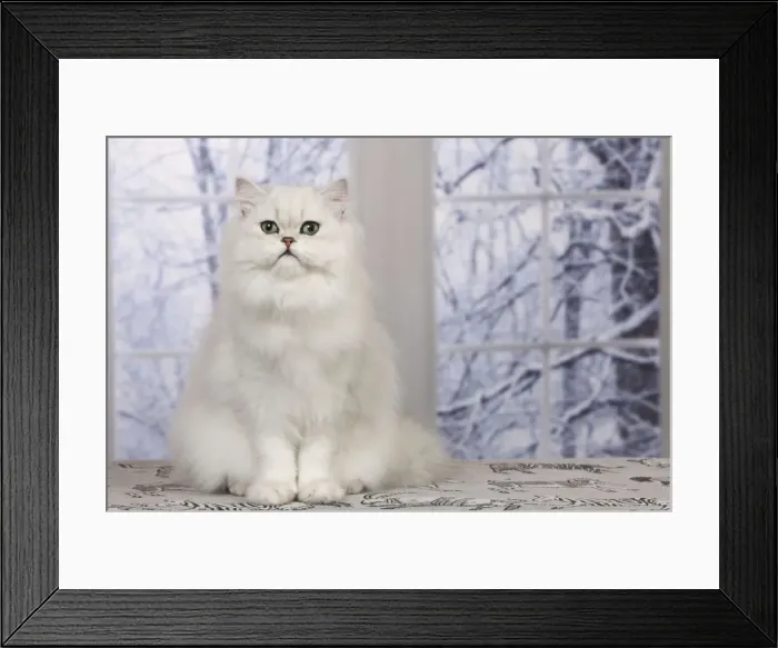 Framed Print : Cat - Persian Chinchilla Framed Print : Cat - Persian Chinchilla