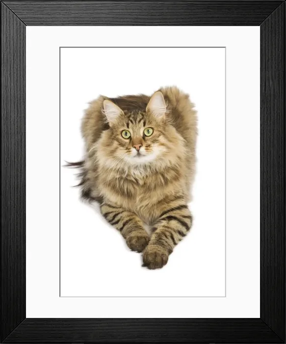 Framed Print : Cat - Norwegian Forest Brown Tabby Cat