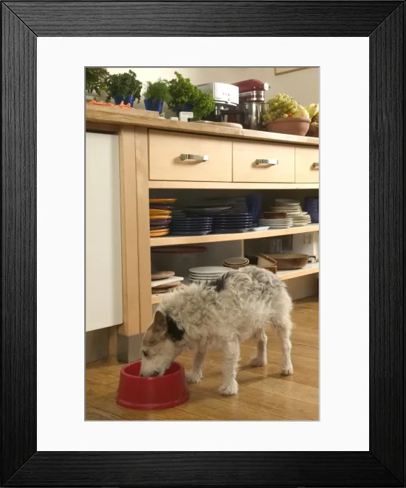 Framed Print : Dog - eating from bowl in kitchen Framed Print : Dog - eating from bowl in kitchen