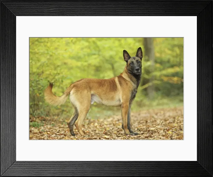Framed Print : Dog - Belgian Shepherd Dog / Malinois Framed Print : Dog - Belgian Shepherd Dog / Malinois