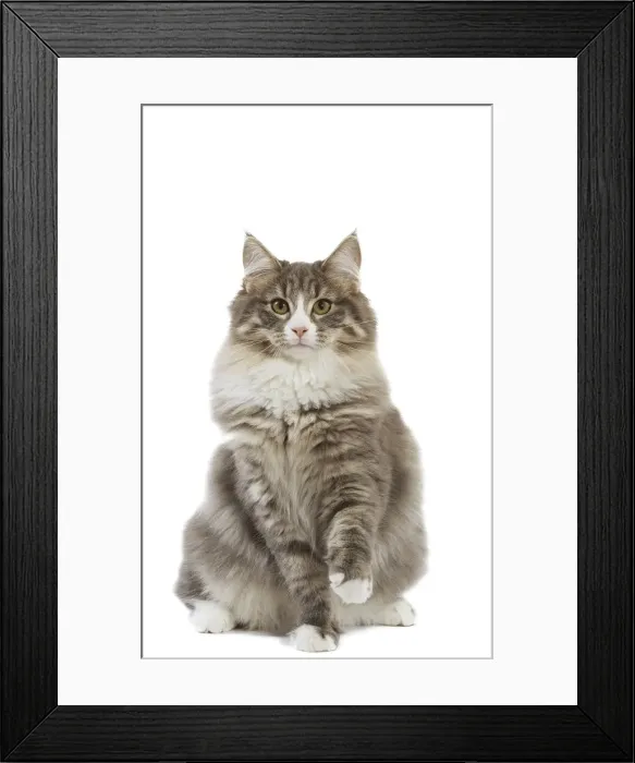 Framed Print : Cat - Norwegian Forest Cat Framed Print : Cat - Norwegian Forest Cat